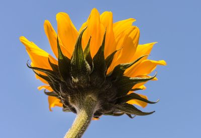 Close-up of sunflower against blue sky