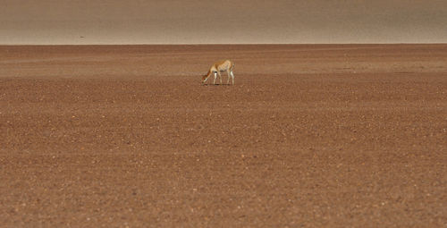 Horse standing on landscape against sky