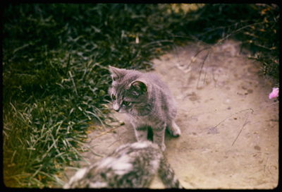 Cat looking away