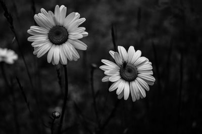 Close-up of daisy blooming outdoors