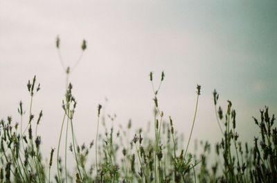 Close-up of stalks in field against clear sky