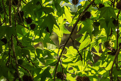 Close-up of leaves on tree in forest