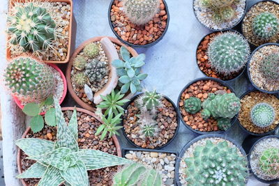 High angle view of potted plants