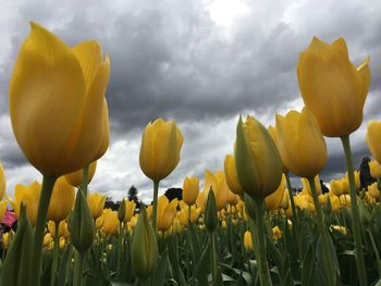Close-up of yellow tulips blooming on field against sky