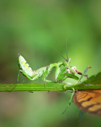 Close-up of insect on leaf