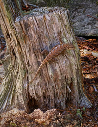 Close-up of tree trunk in forest