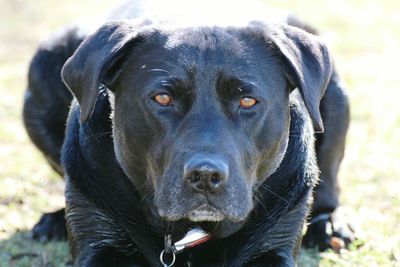 Close-up portrait of black dog