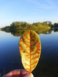 Close-up of autumnal leaves in water