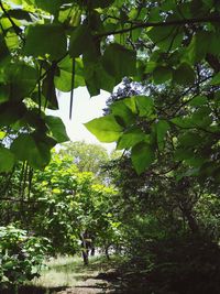 Low angle view of leaves hanging on tree