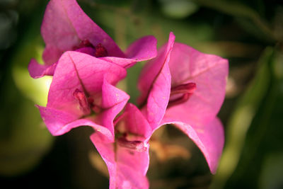 Close-up of pink rose flower