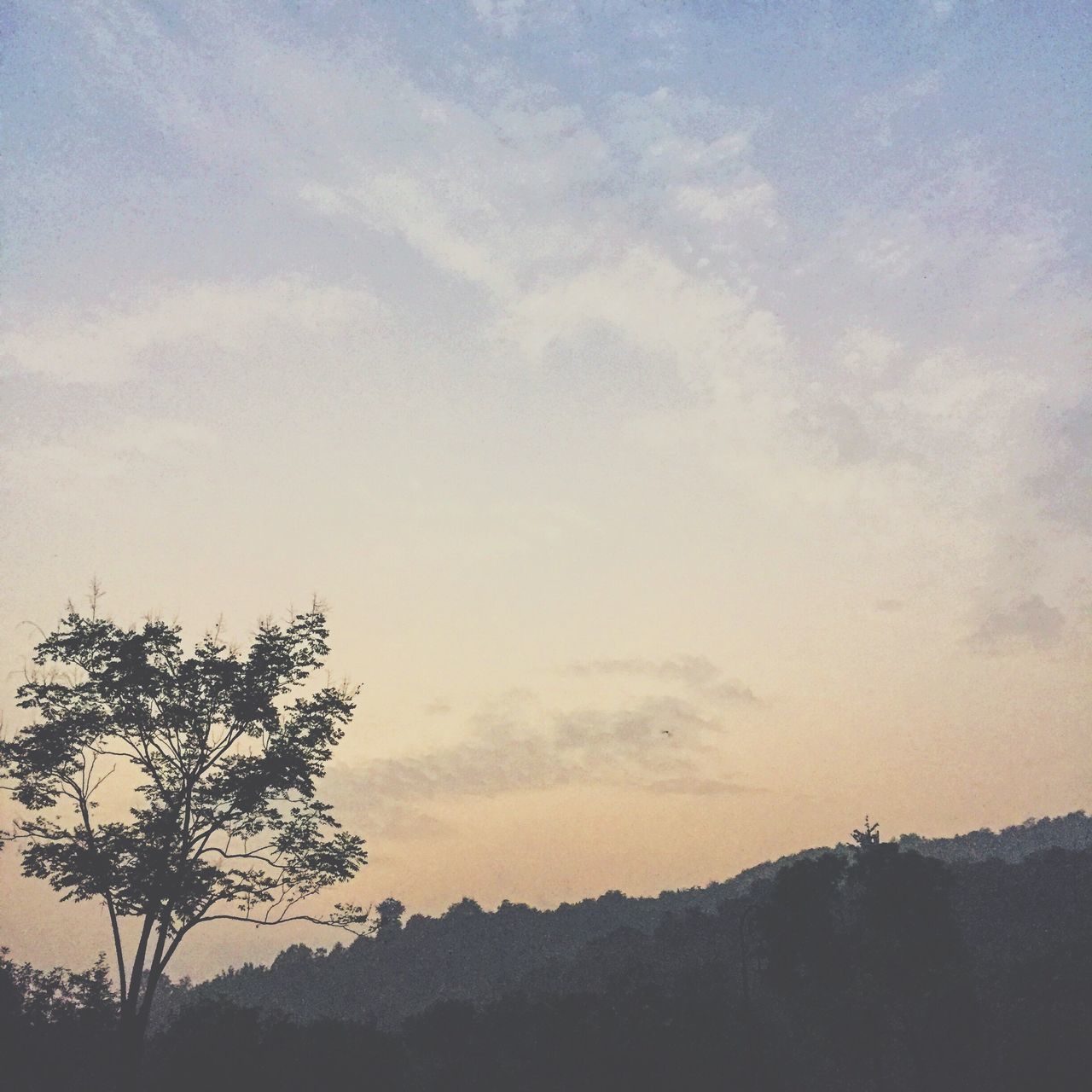 tree, tranquil scene, silhouette, tranquility, scenics, landscape, beauty in nature, sky, sunset, nature, growth, non-urban scene, cloud, sun, outdoors, branch, mountain, remote, cloud - sky, solitude, back lit, no people, outline, majestic, atmospheric mood, cloudscape