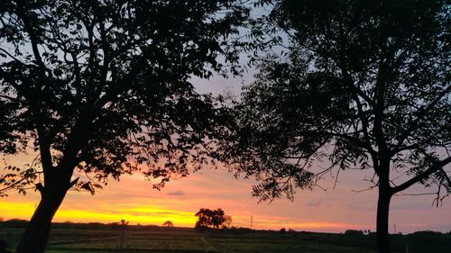 Silhouette trees on field against sky at sunset