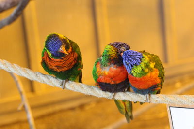 Close-up of parrot perching on branch