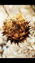 Close-up of plant against blurred background