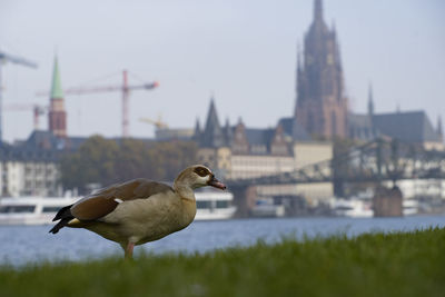 Close-up of seagull perching on riverbank against sky