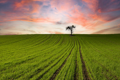 Scenic view of agricultural field against sky during sunset