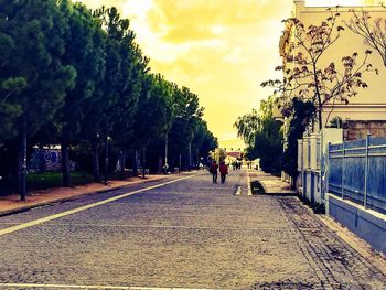 Road along trees