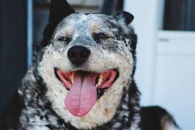 Close-up portrait of dog