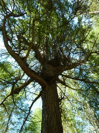 Low angle view of tree in forest against sky