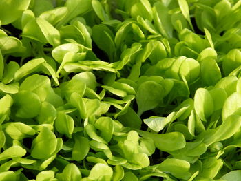 Full frame shot of green plants