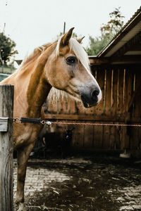 Horse standing in ranch