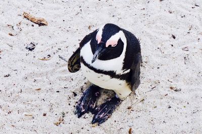 High angle view of bird on sand