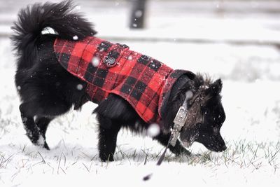 Dog walking outdoors in winter