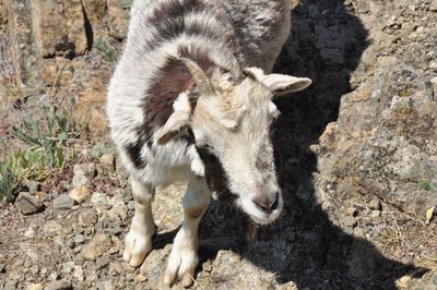 Close-up of sheep standing on field