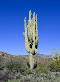 Desert cactus saguaro under blue sky