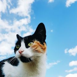 Close-up portrait of cat against sky