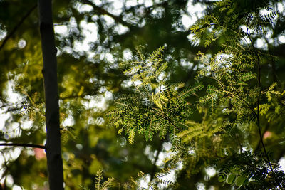 Low angle view of trees against sky