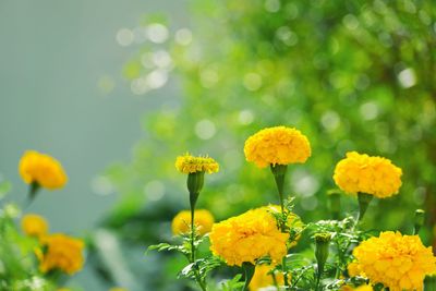 Close-up of yellow flowering plants on field