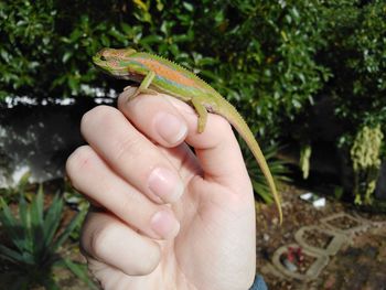 Close-up of hand holding lizard