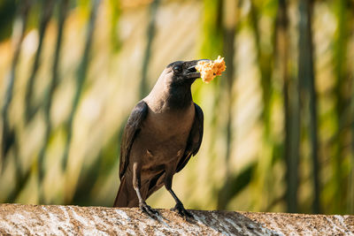 Close-up of bird perching on wood