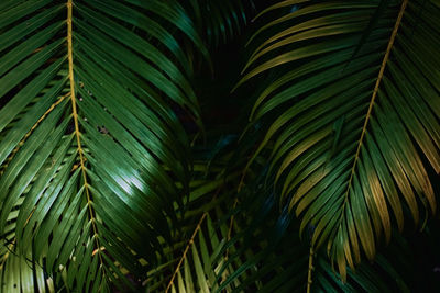 Low angle view of palm tree