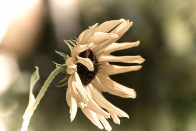 Close-up of white flowering plant