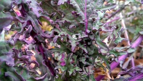 Close-up of purple flowers