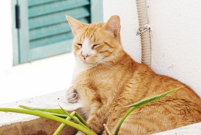 Close-up of ginger cat sitting