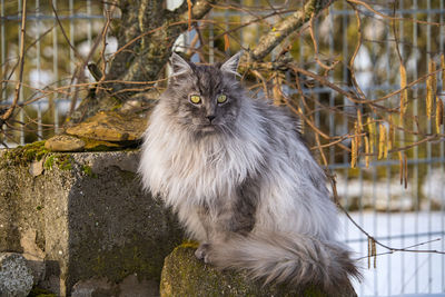 Portrait of cat sitting outdoors