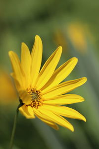 Close-up of yellow flower