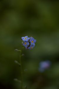 Close-up of flowering plant