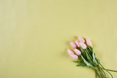 Close-up of rose flower over white background