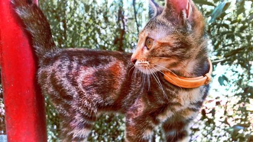 Close-up of ginger cat on tree