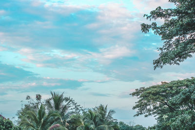 Low angle view of trees against sky