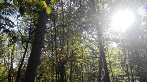 Low angle view of trees in forest