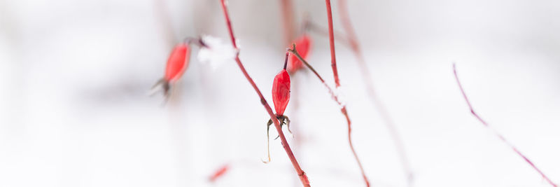 Snowy winter season in nature. frozen snow snowflakes covered branches rosehip bush fruits berries