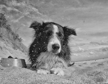 Portrait of dog on land against sky