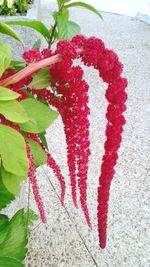 Close-up of red plant