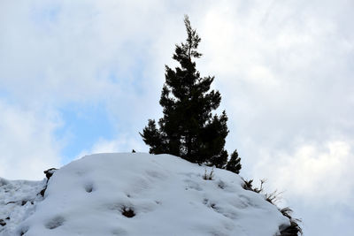 Low angle view of snow covered tree against sky