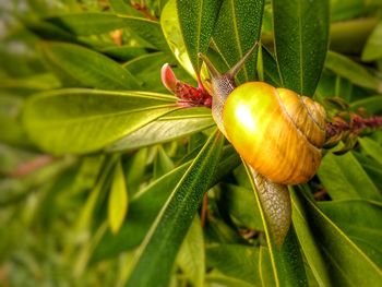 Close-up of beetle on flower